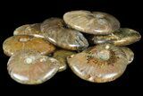 2 to 2 1/2" Flashy, Red Iridescent Ammonite Fossil - Photo 4